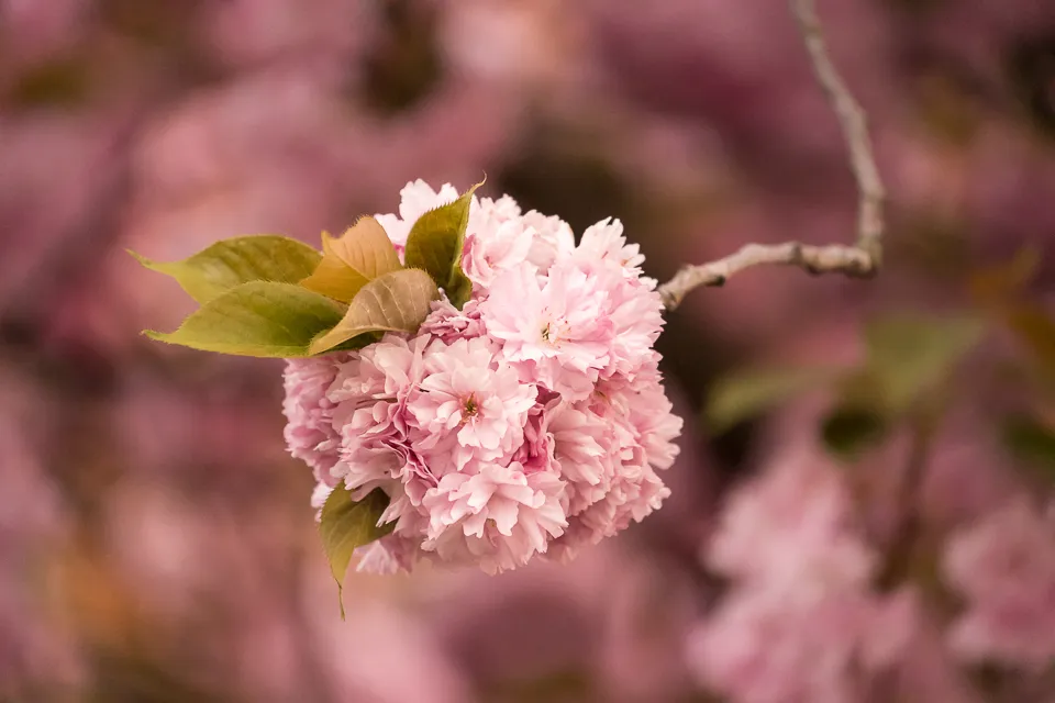 Kirschblüte