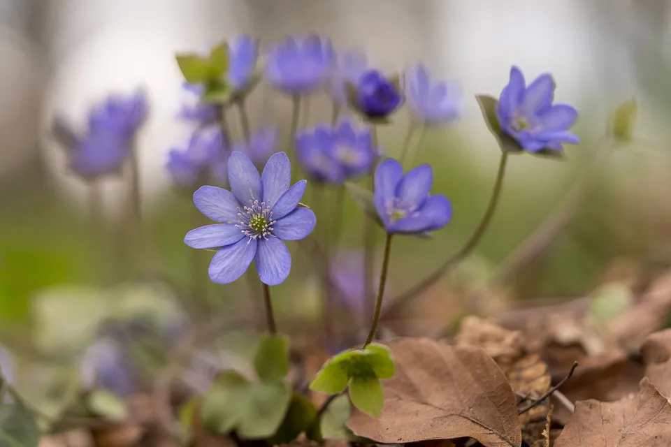 Leberblümchen