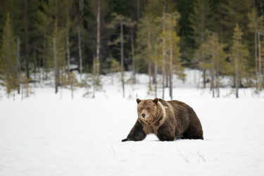 Braunbär