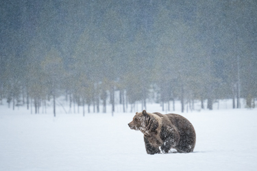 Braunbär