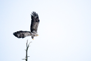 Seeadler