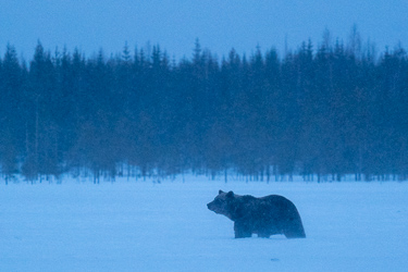 Braunbär