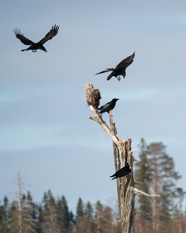 Adler und Raben