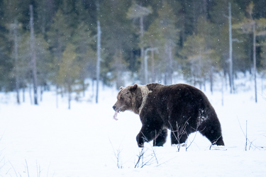 Braunbär