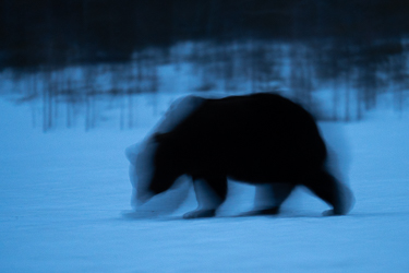 Braunbär