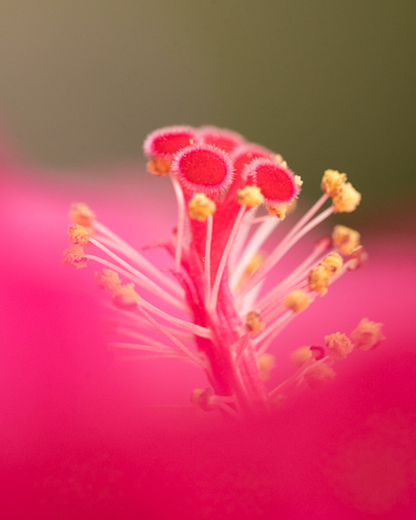 Hibiskus