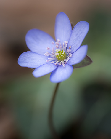 Leberblümchen