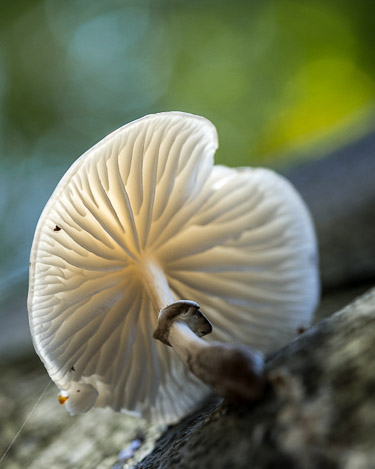 Buchenschleimrübling