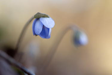 Leberblümchen